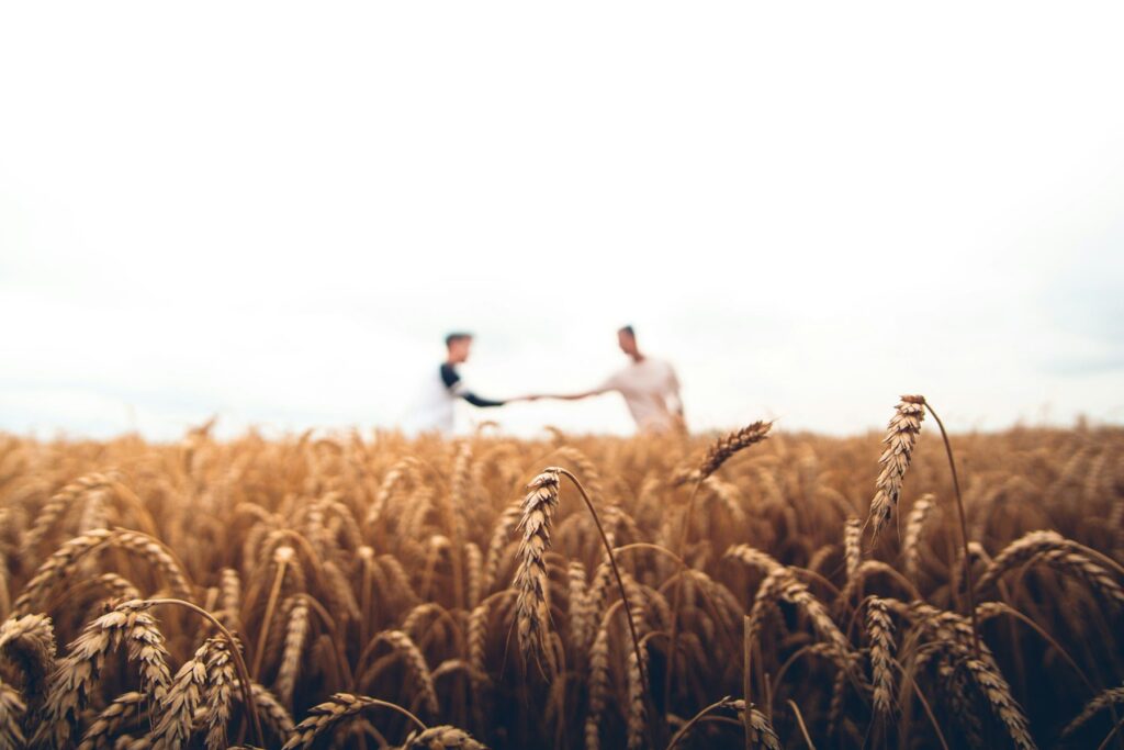 Two people shaking hands in a ripe grain field at harvest time
