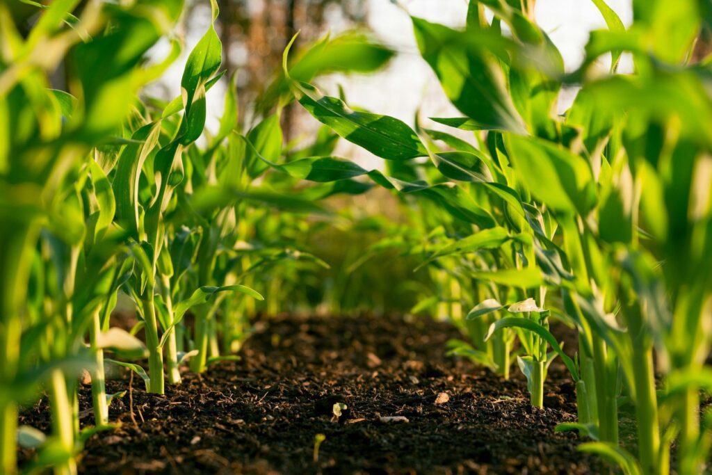 Young green crop seedlings growing in cultivated soil on an agribusiness farm